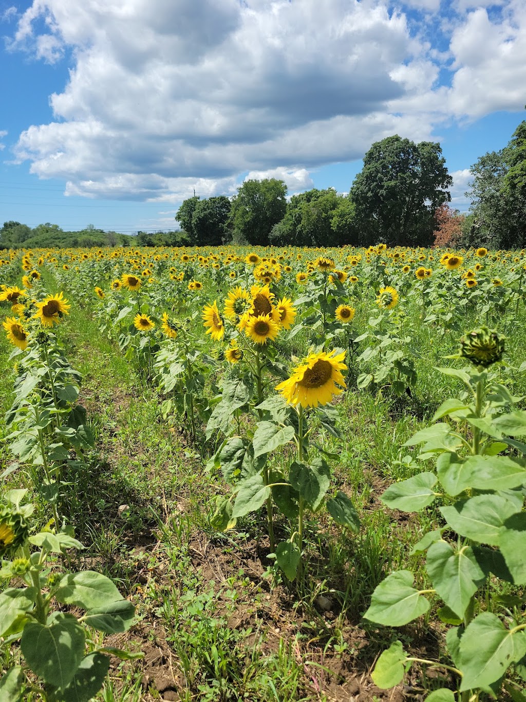 Kaylees Sunflower Patch | 20956 Loyalist Pkwy, Carrying Place, ON K0K 1L0, Canada | Phone: (613) 403-0959