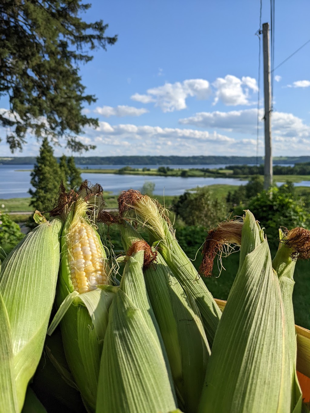 Ferme Romain Tremblay | 111 Rue du Saguenay, Saint-Fulgence, QC G0V 1S0, Canada | Phone: (418) 674-2295