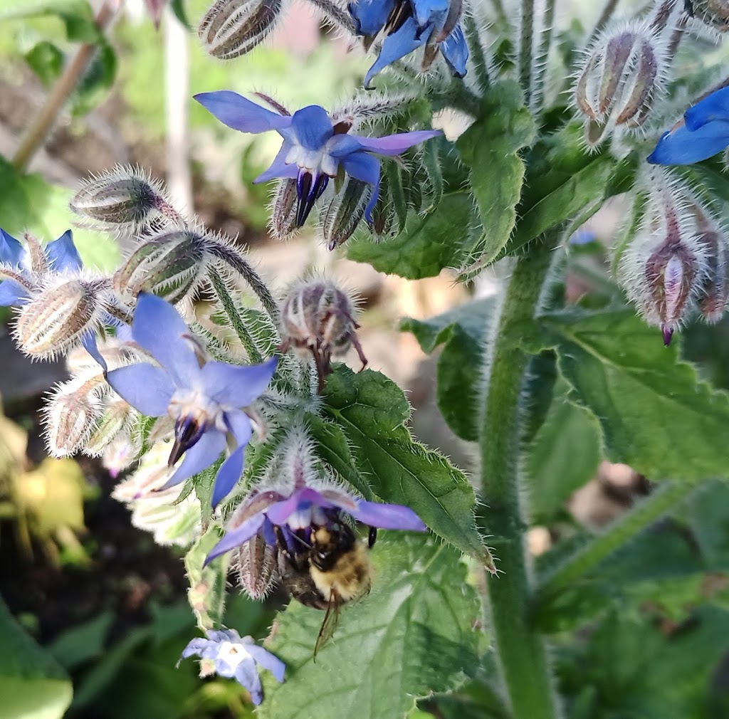 Garratt Community Garden | Lulu Island, Richmond, BC V7C 3S8, Canada | Phone: (604) 244-7377