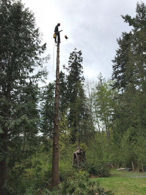 Vertical Tree Care | 632 Jadel Dr, Victoria, BC V9C 2L2, Canada | Phone: (250) 888-8790