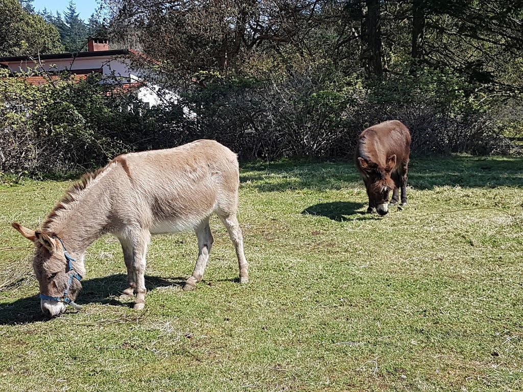 Parry Bay Sheep Farm | 4335 Lindholm Rd, Victoria, BC V9C 3Y1, Canada | Phone: (250) 478-9628