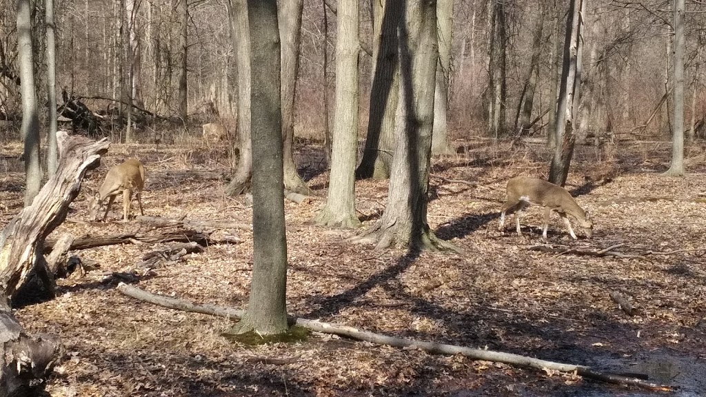 Ojibway Prairie Provincial Nature Reserve | 5200 Matchette Rd, Windsor, ON N9C 4E8, Canada | Phone: (519) 966-5852