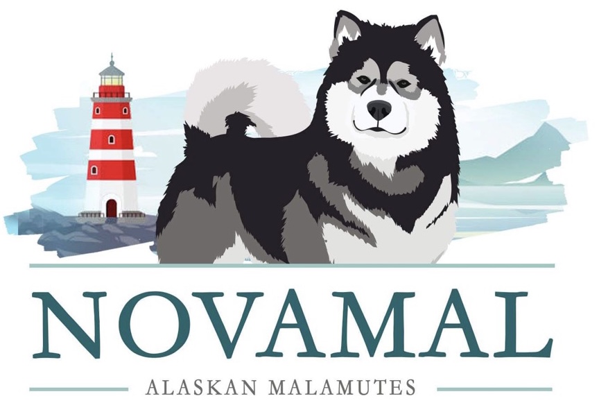 NovaMal Alaskan Malamutes | 12 Atlantic View Dr, Lawrencetown, NS B2Z 1R4, Canada | Phone: (902) 441-1981