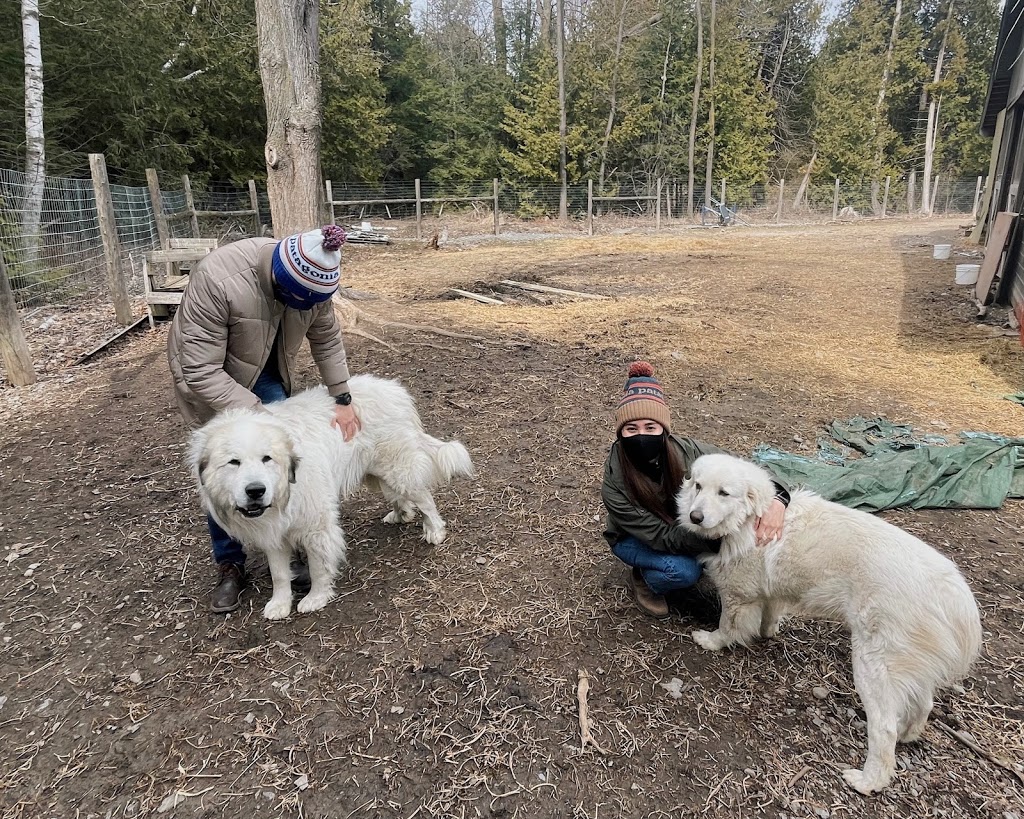 Old Mill Alpacas | 13557 Little Lake Rd, Colborne, ON K0K 1S0, Canada | Phone: (905) 269-4402