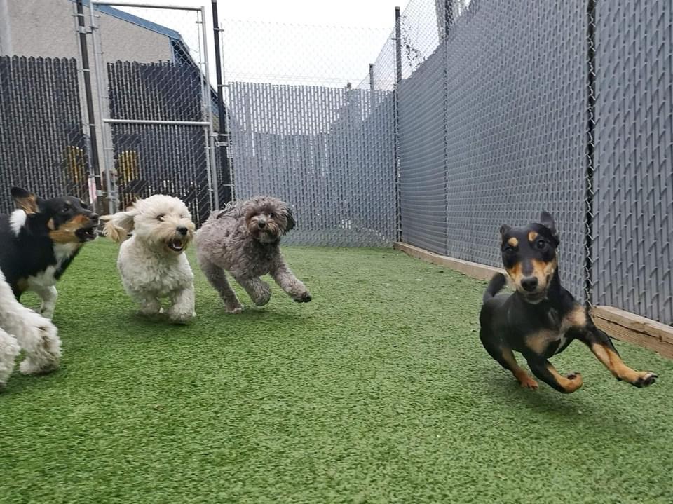 Fetch Canine Daycare, Training and Wellness Centre | 193B Henlow Bay, Winnipeg, MB R3Y 1G4, Canada | Phone: (204) 515-4093