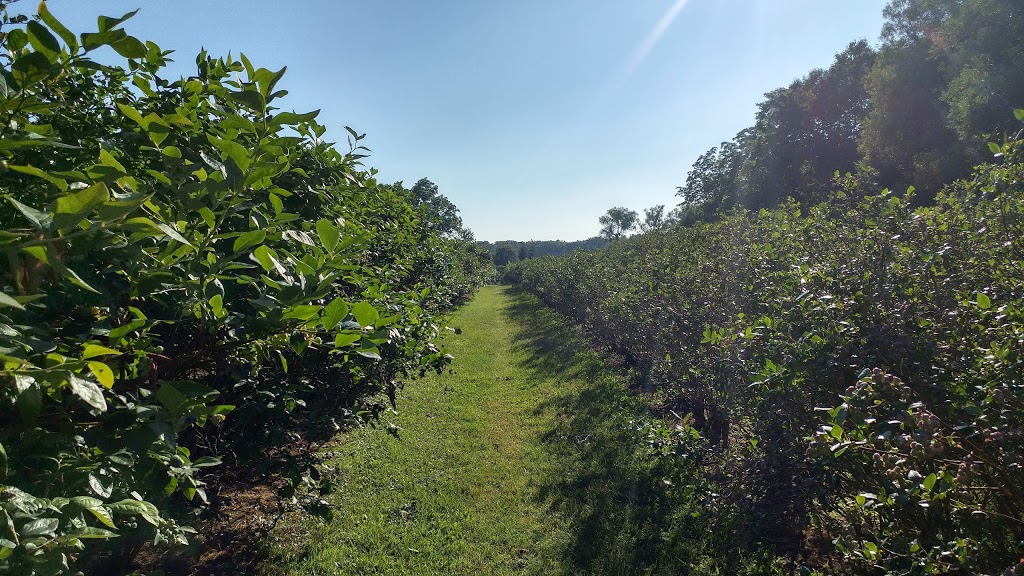 Powells Patch Blueberries | 37 Gilbert Rd, Simcoe, ON N3Y 4K2, Canada | Phone: (519) 428-1563