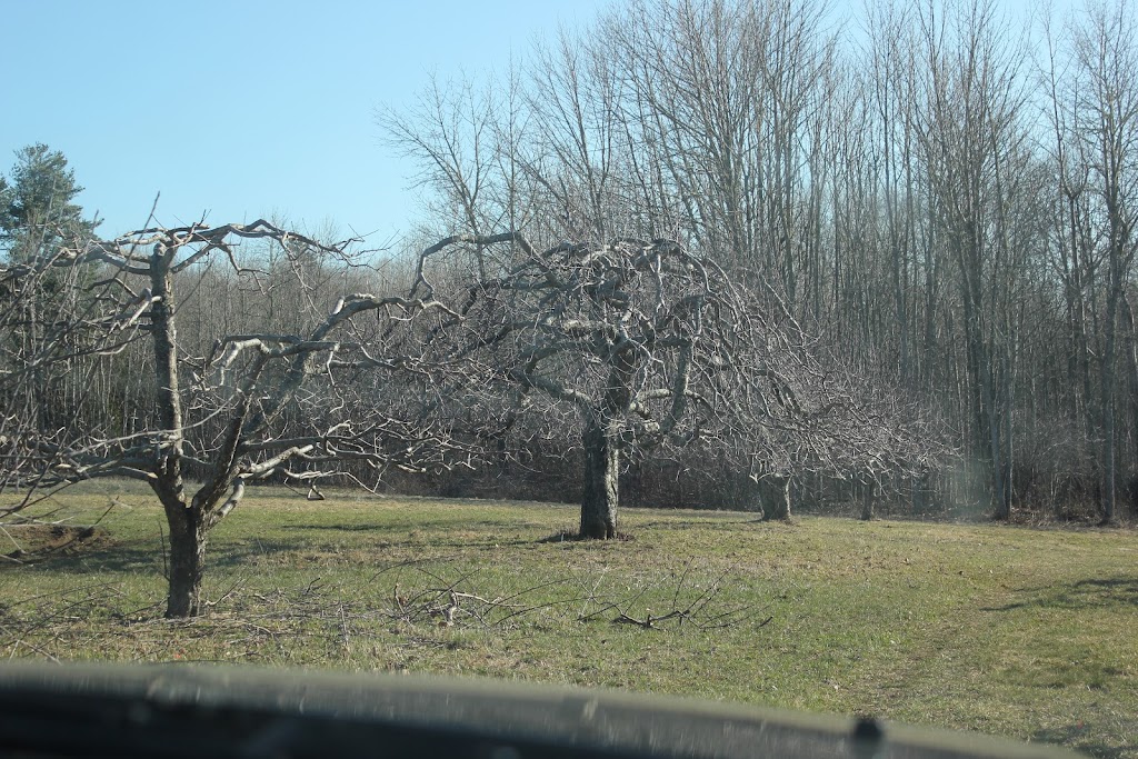 Bostwicks Family Orchard | 36 Bostwick Rd, Kingston, NB E5N 1A3, Canada | Phone: (506) 763-2943