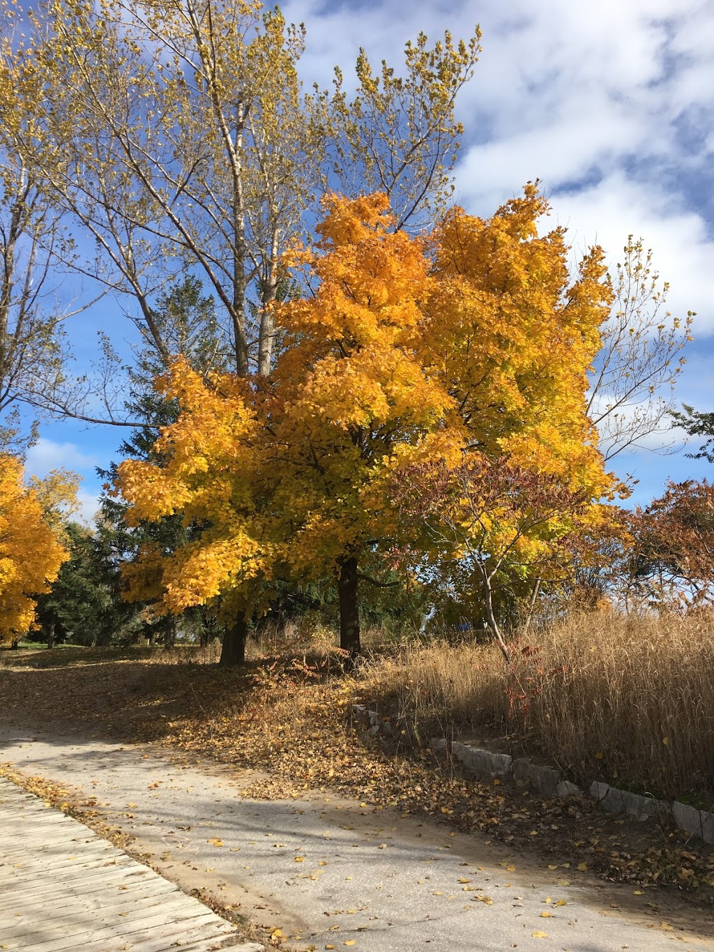 Beach Community Edible Garden | The Beach, Toronto, ON M4L 3W6, Canada