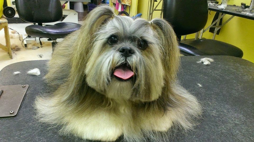 Paw Prints Dog Grooming Salon | 2635 W 4th Ave, Vancouver, BC V6K 1P8, Canada | Phone: (604) 733-1144