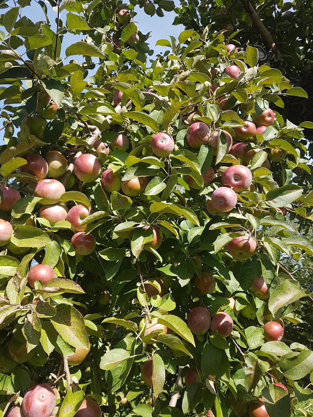 Potager Mont-Rouge Halte Gourmande | Verger & Boutique | Orchard | 154 Rang de la Montagne, Rougemont, QC J0L 1M0, Canada | Phone: (844) 947-6663