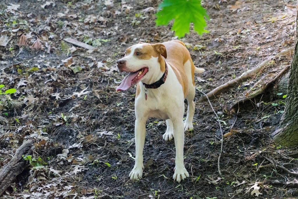 Dog Hill | Allotment Ln, Toronto, ON M6R, Canada