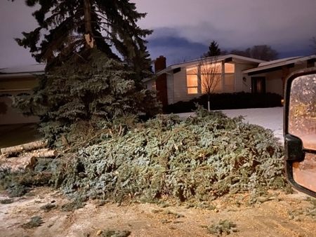 Tree Removal St. Albert | 6021A Tudor Gln, St. Albert, AB T8N 3V4, Canada | Phone: (587) 400-4507