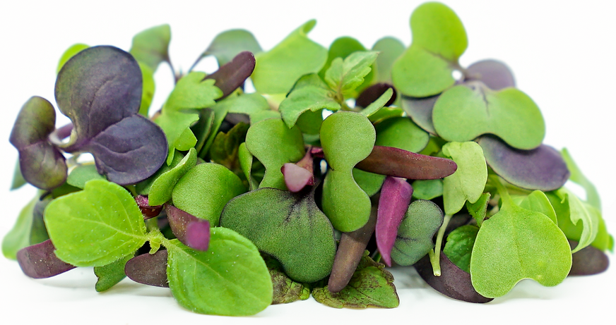 Wonderful Microgreens Inc. | 740 Arthur Parker Ave, Woodstock, ON N4T 0G8, Canada | Phone: (416) 580-5890