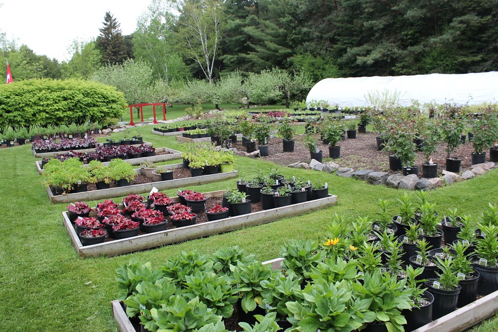 Stricklands Perennial Farm | 5467 Middle Rd, Bowmanville, ON L1C 3K2, Canada | Phone: (905) 213-2210