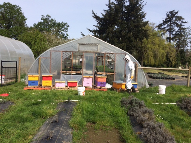 Urban Bee Honey Farm | 6440 W Saanich Rd, Saanichton, BC V8M 1W8, Canada | Phone: (250) 580-0263