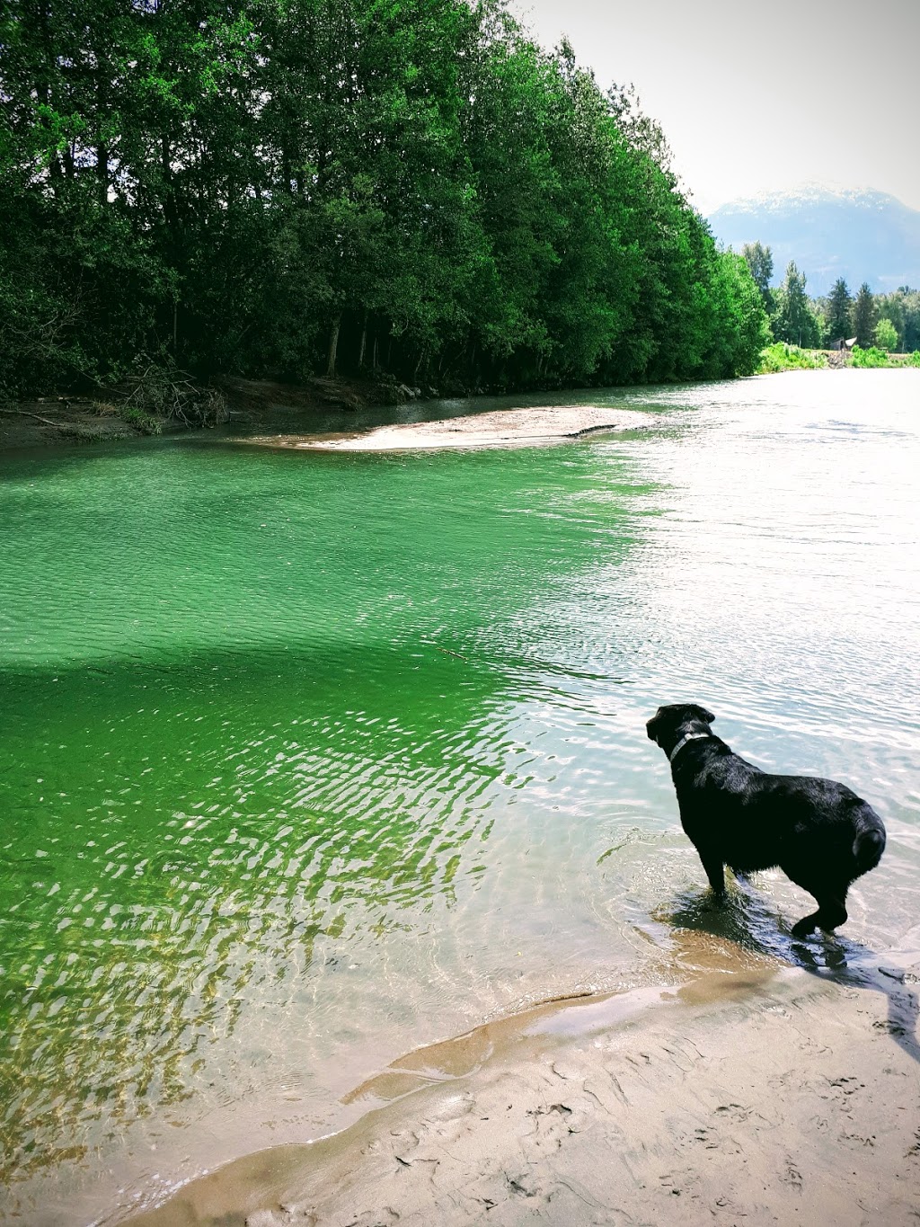 Brackendale Eagles Provincial Park | Brackendale, BC V0N 1H0, Canada | Phone: (519) 826-6850