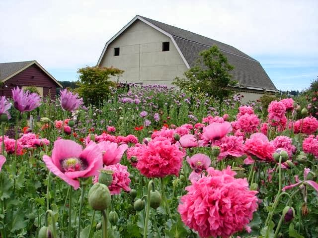 Earthwise Society Demonstration Garden and Farm | 6400 3 Ave, Delta, BC V4L 1B1, Canada | Phone: (604) 946-9828