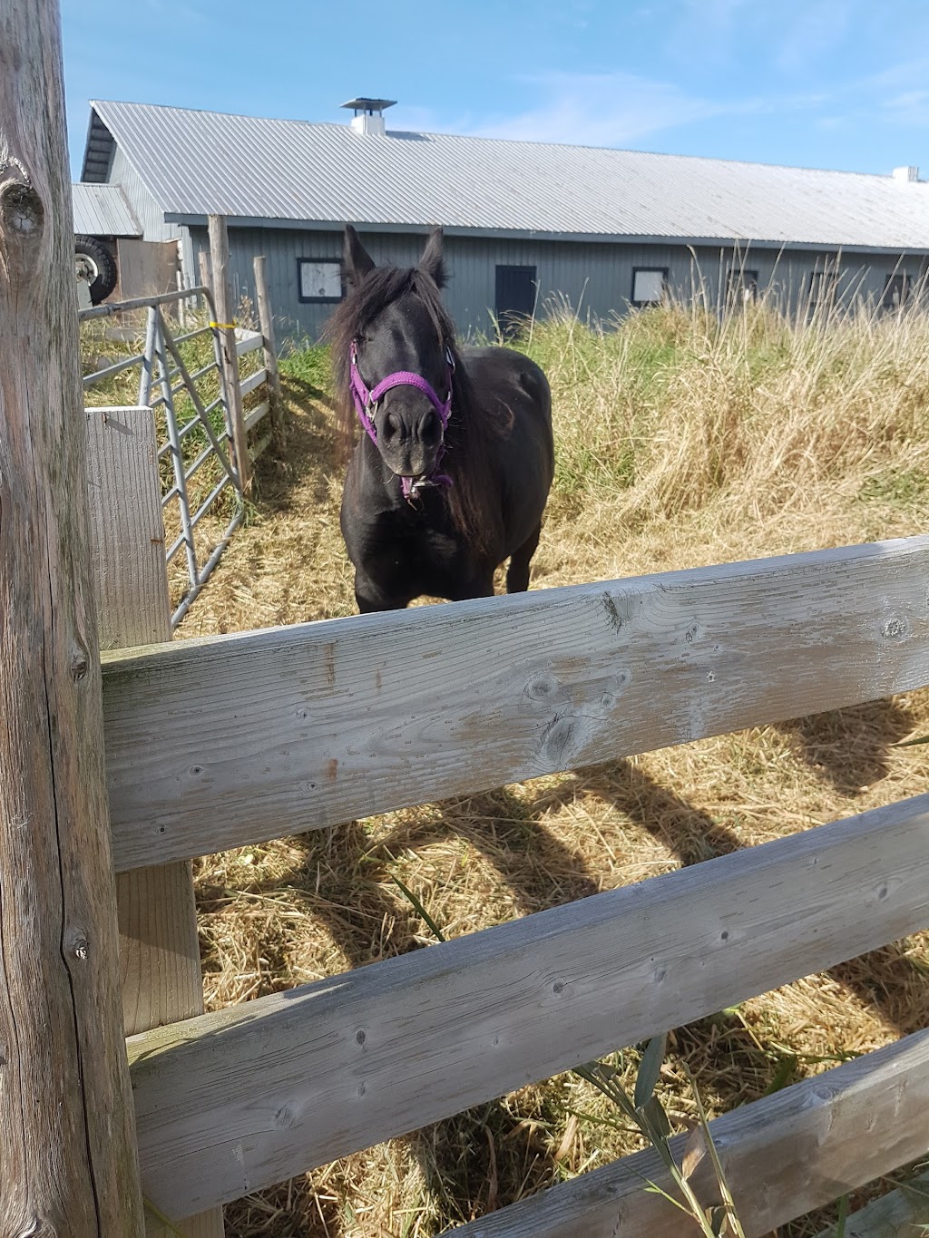 La ferme des Korrigans | 1570 7e Rang O, Princeville, QC G6L 4C3, Canada | Phone: (819) 809-0198