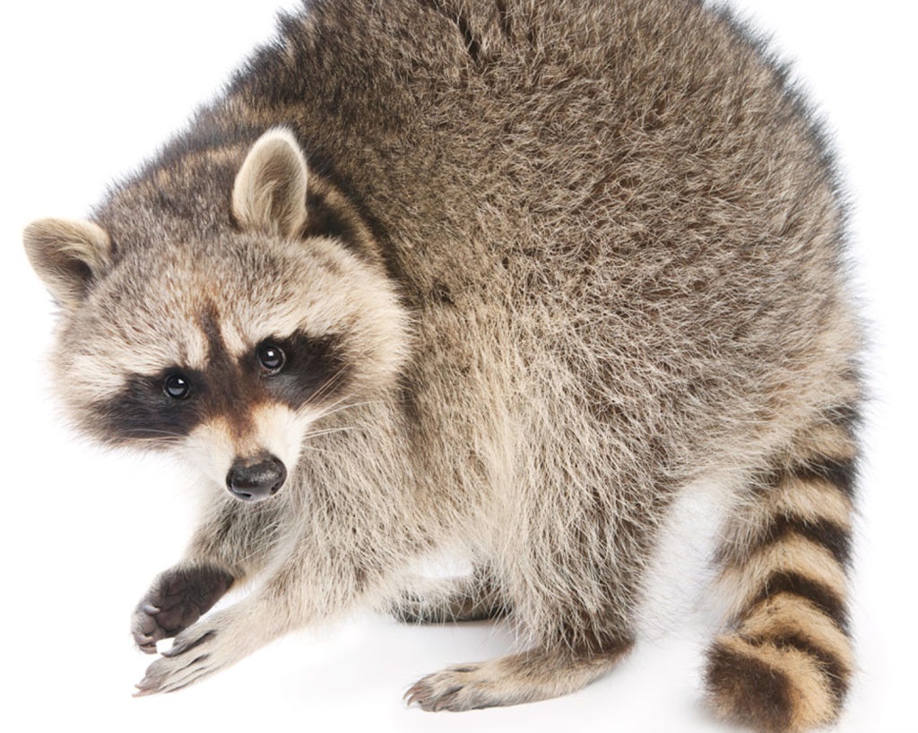 Capital WildLife Control | 1387 De, Rue de Rouen, Boucherville, QC J4B 7Y3, Canada | Phone: (514) 664-1179