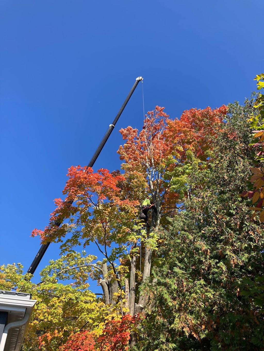 Sideline Tree Service | 3822 Kingston 2, Gananoque, ON K7G 2V5, Canada | Phone: (613) 540-3121