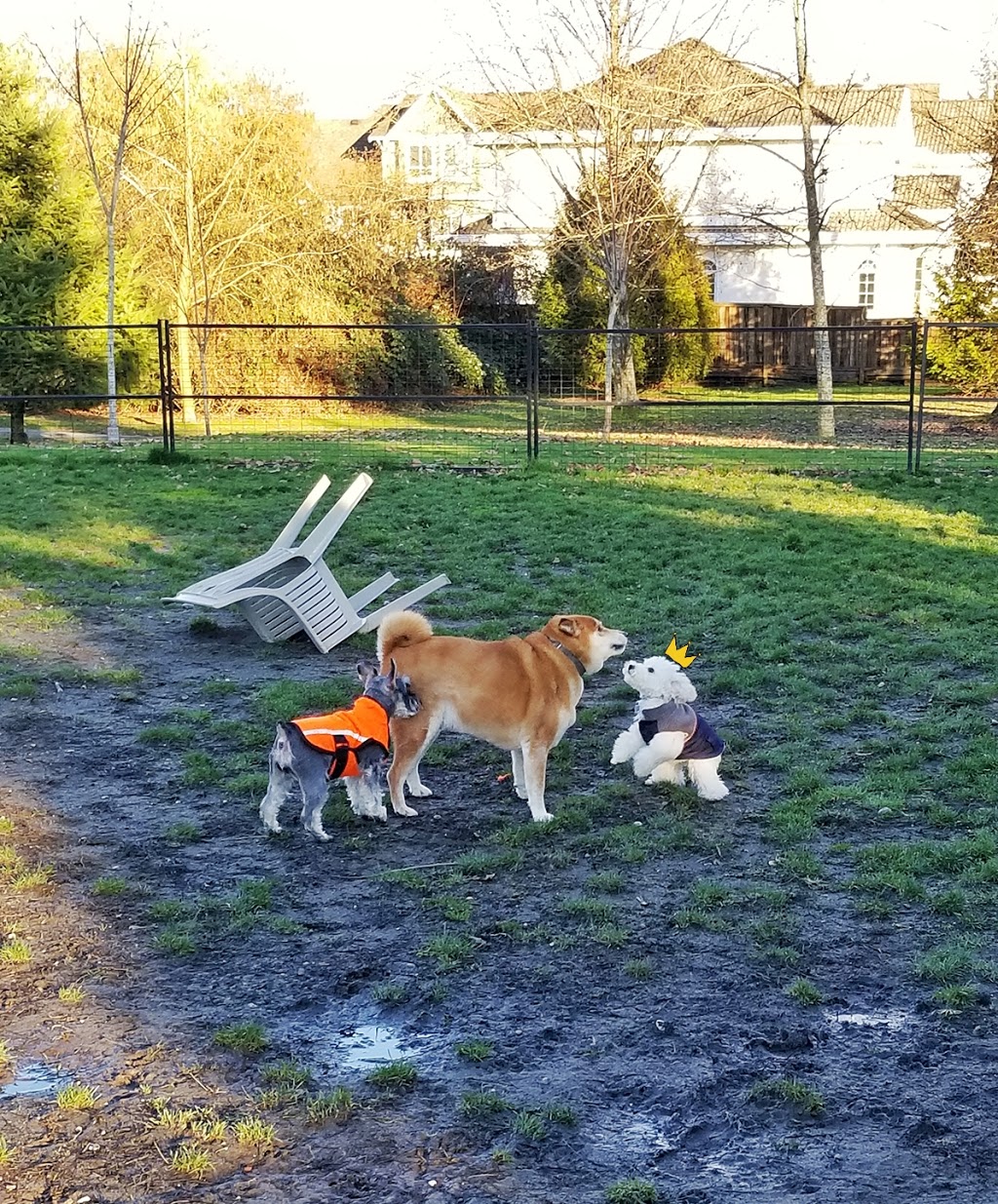 Garden City Dogs Off-Leash Area | 9331 Granville Ave, Richmond, BC V6Y 1P9, Canada