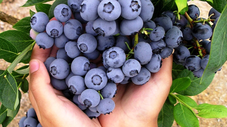 Harjasjot blueberry farm | 26070 36 Ave, Aldergrove, BC V4W 2A7, Canada | Phone: (778) 551-0155