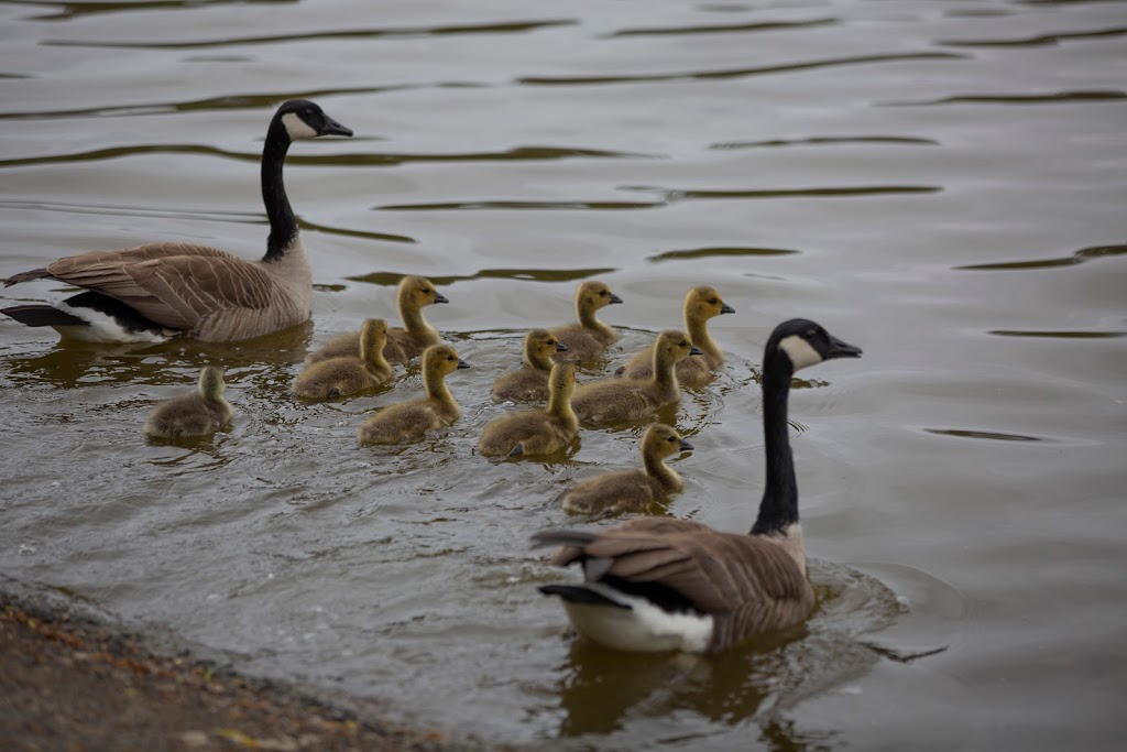 Lost Lagoon, Stanley Park | Lost Lagoon Path, Vancouver, BC V6G, Canada | Phone: (604) 873-7000