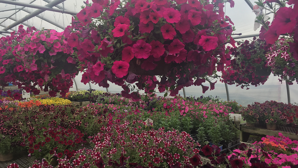 Country Gardens Nursery | 20771 Nova Scotia Trunk 2, Shubenacadie East, NS B0N 2H0, Canada | Phone: (902) 758-2882