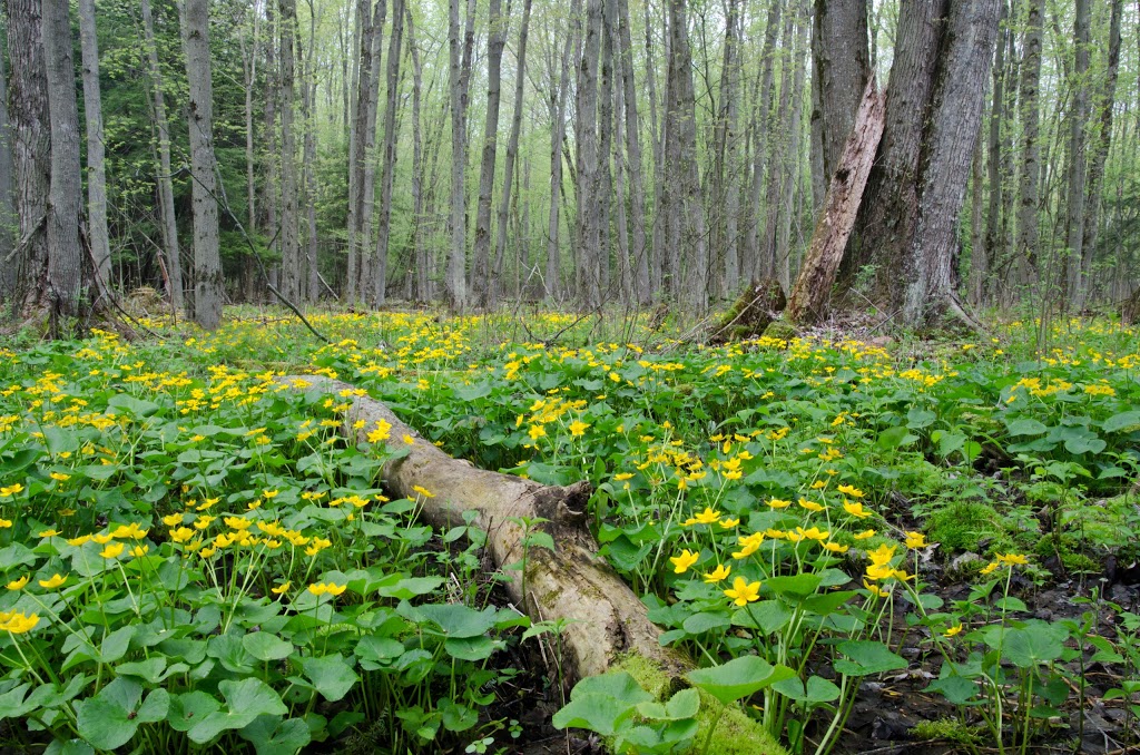 Cedar Haven Eco-Centre | 1039 97, Freelton, ON L0R 1K0, Canada | Phone: (888) 953-9275