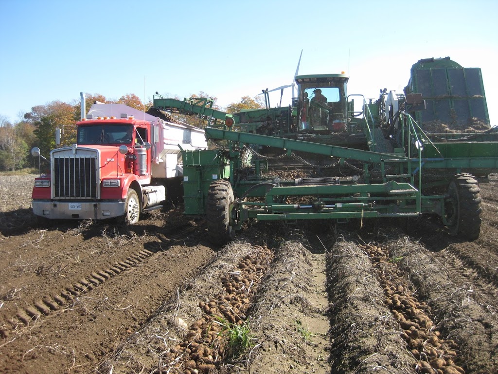 Rutledge Potato Farms | 558280 Mulmur Melancthon Townline, Melancthon, ON L9V 1W9, Canada | Phone: (519) 925-6596