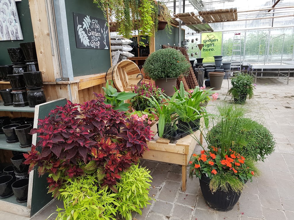 Schriemers Greenhouses & Garden Centre Ltd | 2857 McGregor Farm Rd, Springfield, MB R2E 1E8, Canada | Phone: (204) 668-8357