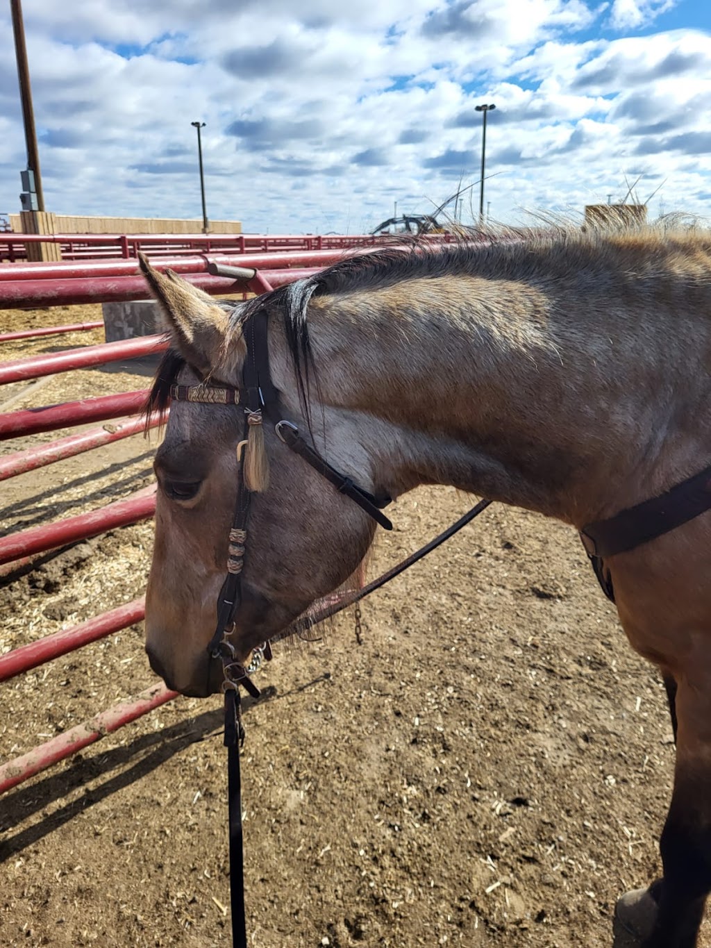 Serfas Farms Enchant Feed Yard | corner range road 181 and, Township Rd 150, Enchant, AB T0K 0V0, Canada | Phone: (825) 609-4110