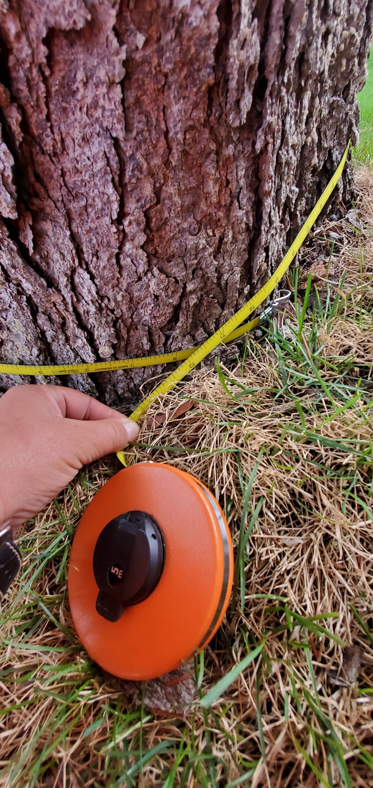 Green Canopy Tree Services | 19 Silvershadow Terrace, Brampton, ON L6R 0E6, Canada | Phone: (416) 302-2803