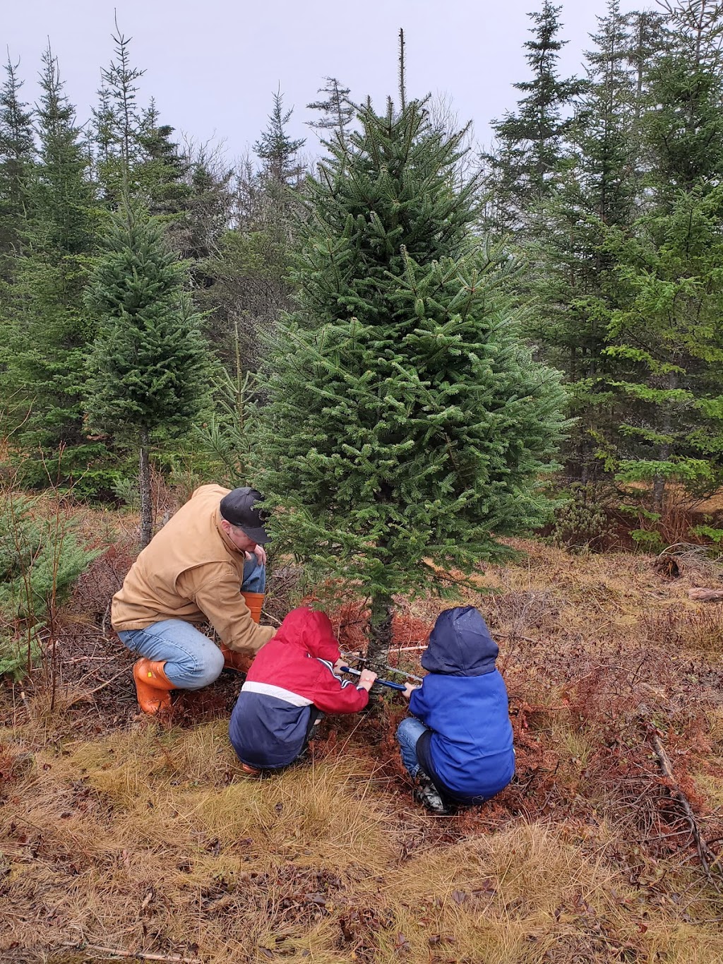 Northern Lights Christmas Tree Farm | 3200 Clam Harbour Rd, Lake Charlotte, NS B0J 1Y0, Canada | Phone: (902) 641-2142