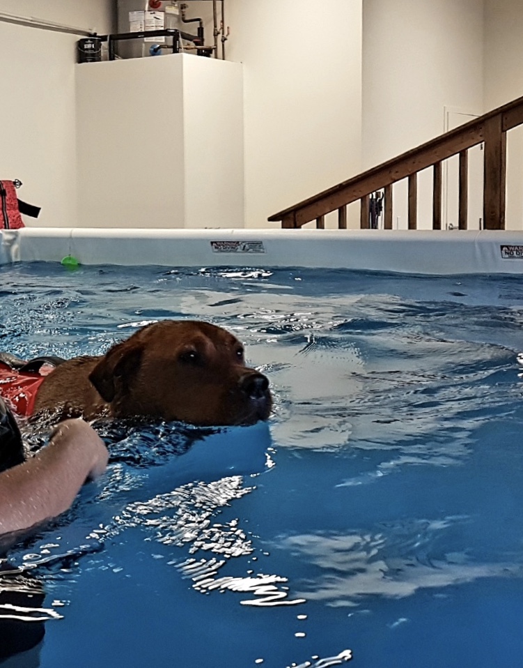 K9 Aquatic Care Centre | 15 Ontario Rd, Walkerton, ON N0G 2V0, Canada | Phone: (519) 901-2858