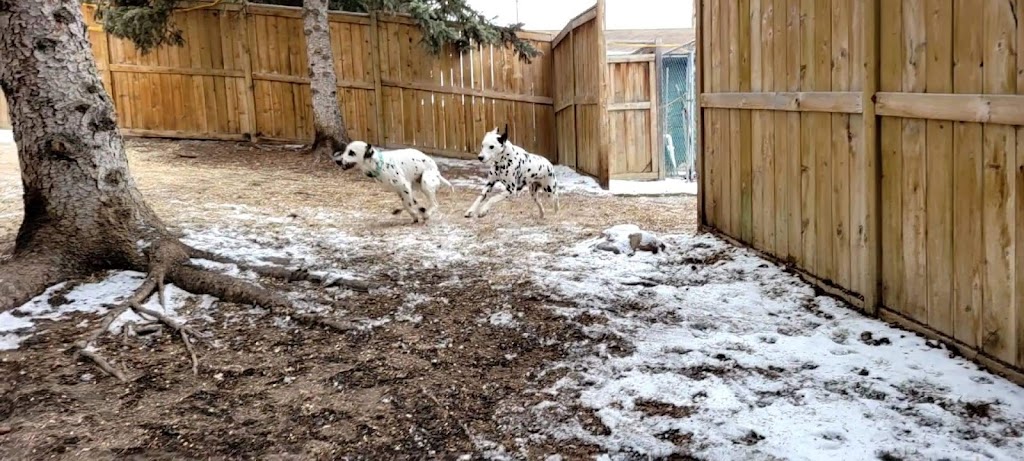 Springfield Kennels | 255150 Towers Trail, Cochrane, AB T4C 2A2, Canada | Phone: (403) 932-0037