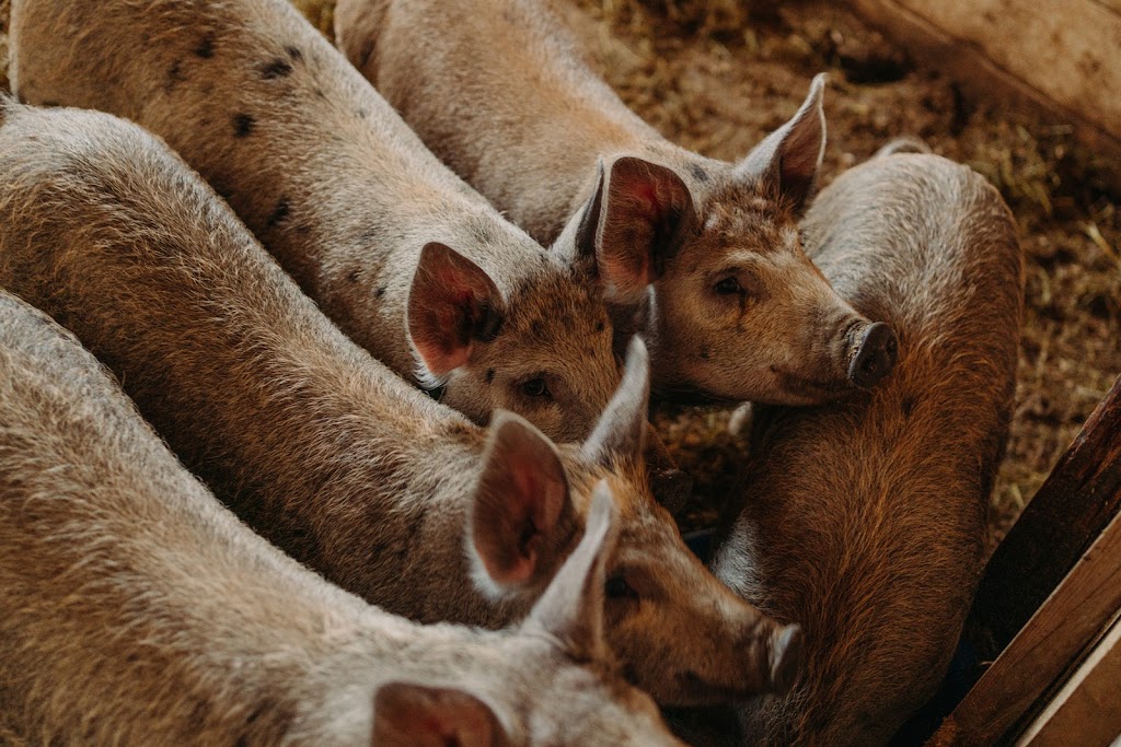 Ferme BMJD | 235 Chem. Maricourt, Racine, QC J0E 1Y0, Canada | Phone: (514) 618-1950