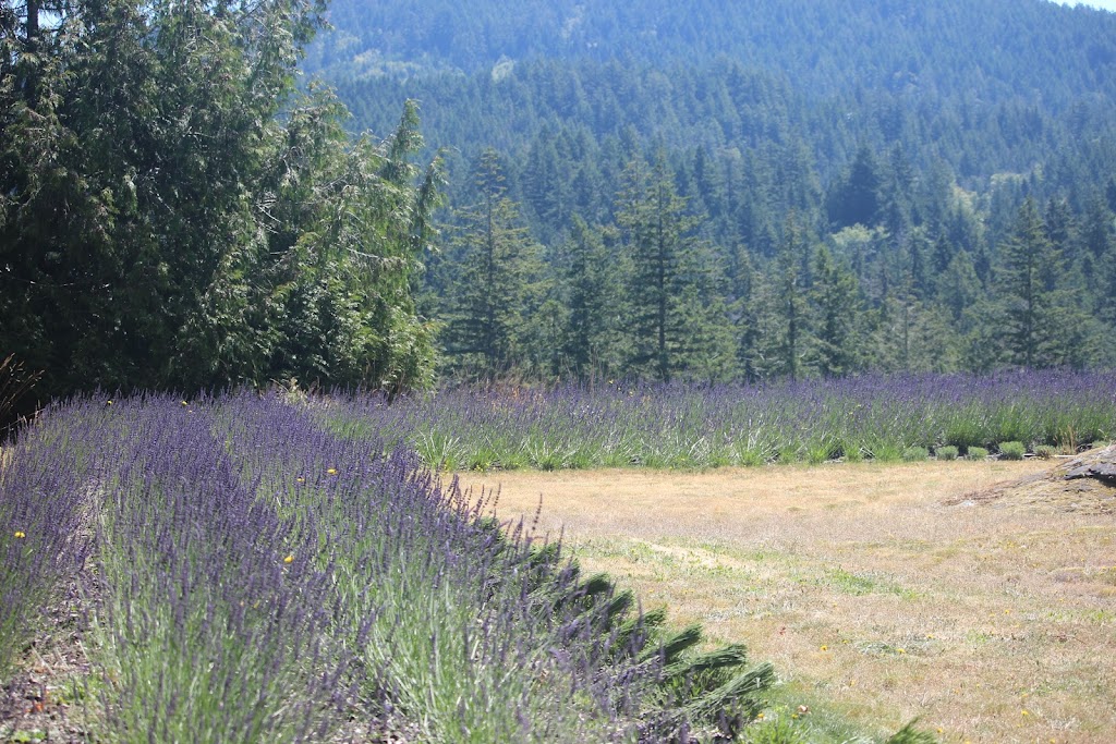 Sooke Organic Lavender | 3039 Phillips Rd, Sooke, BC V9Z 1K7, Canada | Phone: (250) 380-8923