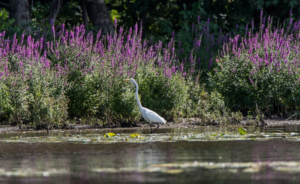 Éco-Nature | 345 Boulevard Sainte-Rose, Laval, QC H7L 1M7, Canada | Phone: (450) 622-1020