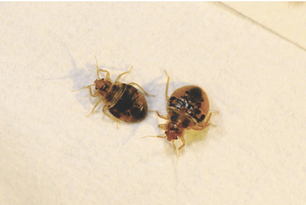 ROX Regina Bed Bug Removal | 302 Solomon Dr Unit 3B, Regina, SK S4N 5P7, Canada | Phone: (855) 280-0703