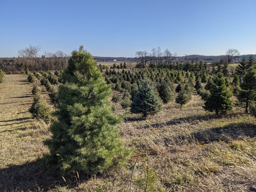 Chickadee Christmas Trees | 6639 Wellington Road 34, Cambridge, ON N3C 2V4, Canada | Phone: (519) 654-2029