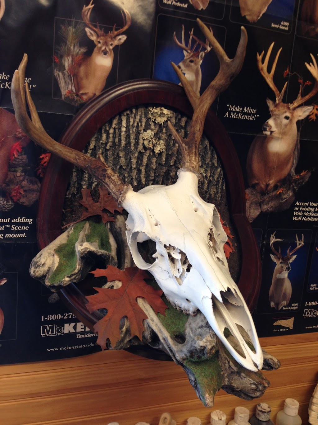 First class taxidermy | 5303 Arisaig Hwy 245, Antigonish, NS B2G 2L1, Canada | Phone: (902) 863-3640