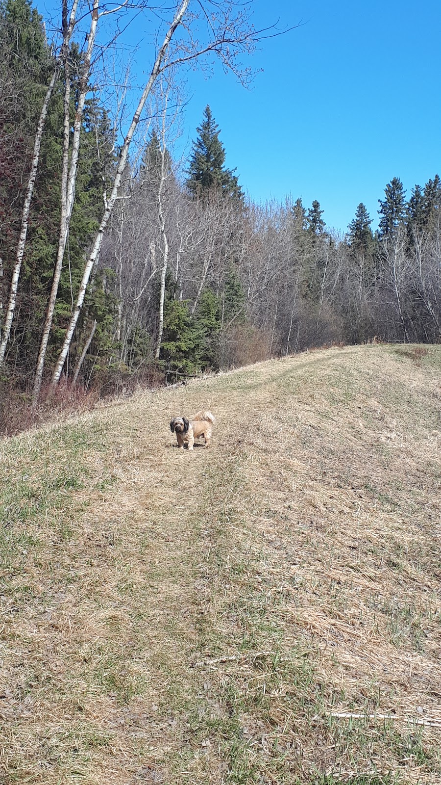 Malboro Off-leash Park | 49 Marlboro Dr, Spruce Grove, AB T7X 2L5, Canada | Phone: (780) 962-2031