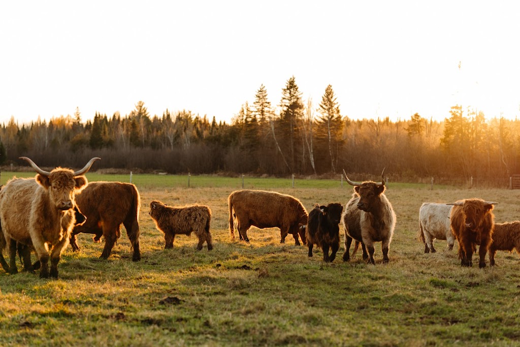 Ferme BMJD | 235 Chem. Maricourt, Racine, QC J0E 1Y0, Canada | Phone: (514) 618-1950