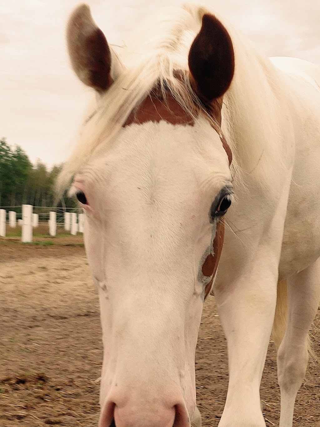 Ranch Traversy | 320 Rte OBrien, Lefebvre, QC J0H 2C0, Canada | Phone: (819) 473-3450