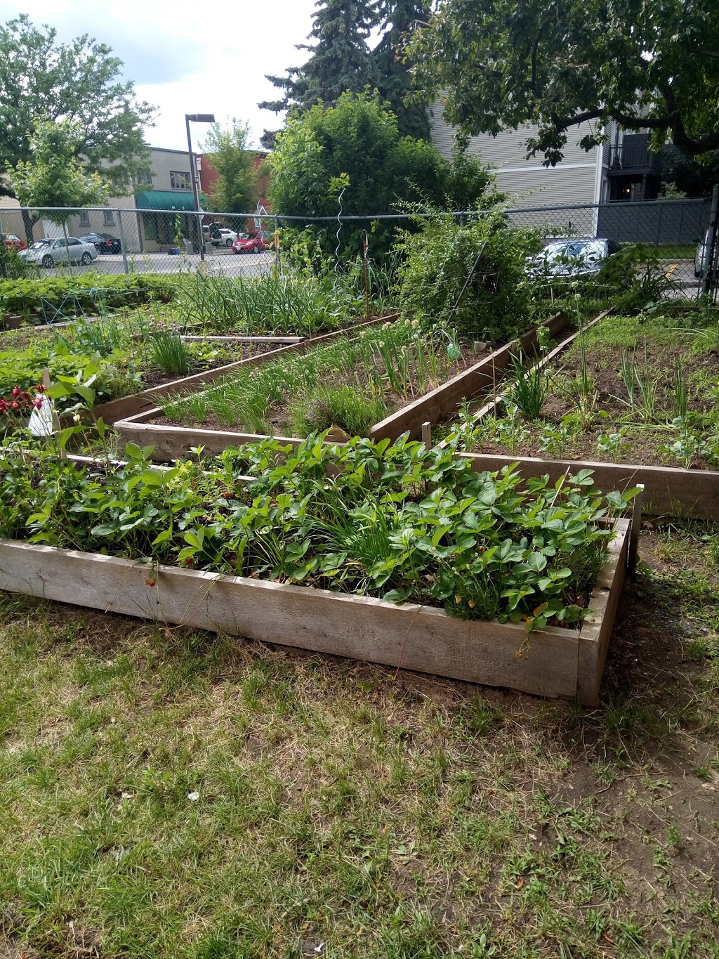 Lowertown Community Garden | 1G1, Patro St, Ottawa, ON K1N 1G1, Canada | Phone: (613) 789-3930