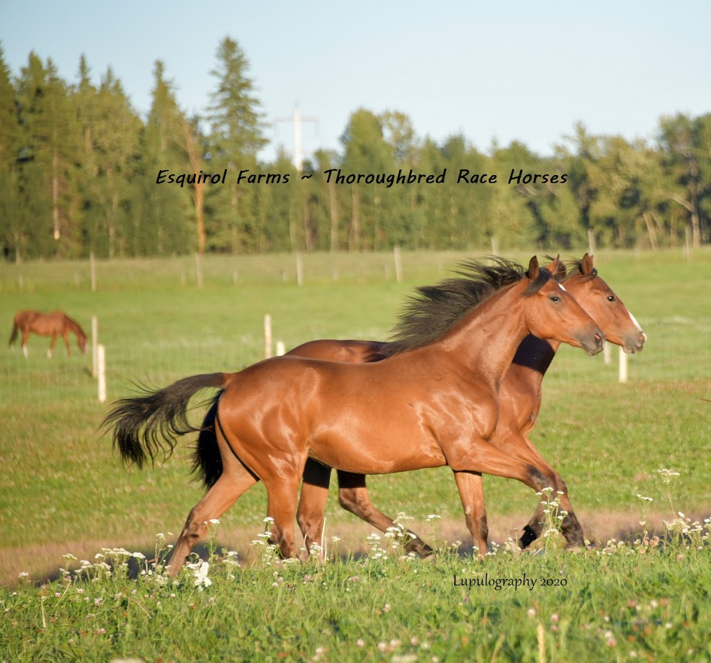Esquirol Farms ~ Thoroughbred Race Horses | 21372 Township Rd 510, Sherwood Park, AB T8G 1E6, Canada | Phone: (780) 603-7681