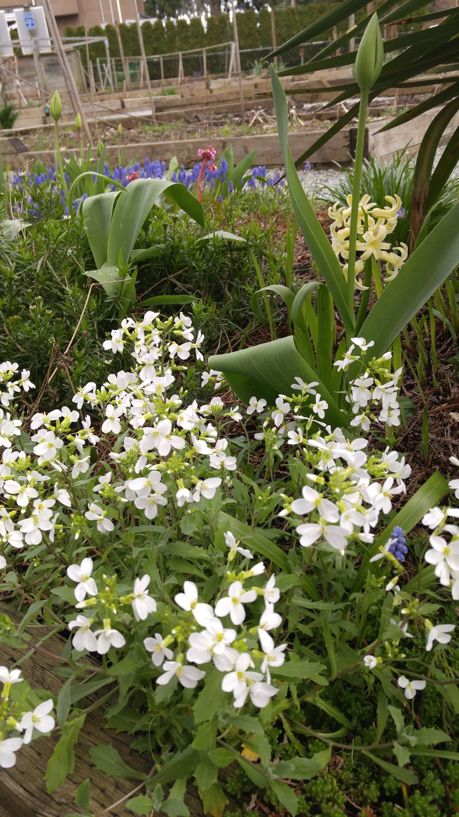 Burquitlam Community Garden Park | 515 Ebert Ave, Coquitlam, BC V3J 2L1, Canada | Phone: (604) 927-3000