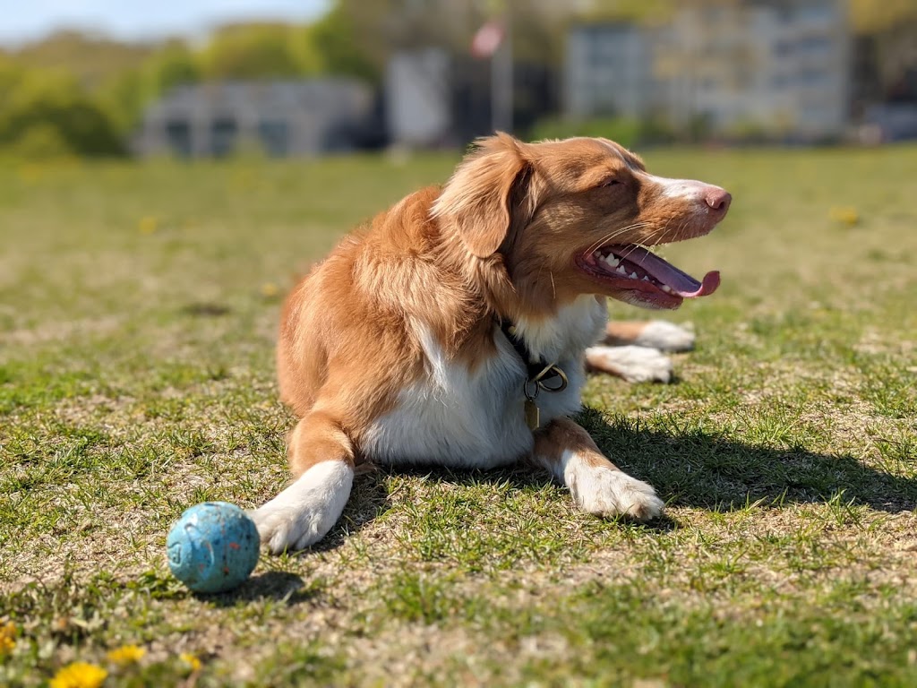 The Balanced Canine | 18340 Woodbine Ave, East Gwillimbury, ON L0G 1V0, Canada | Phone: (416) 846-0715