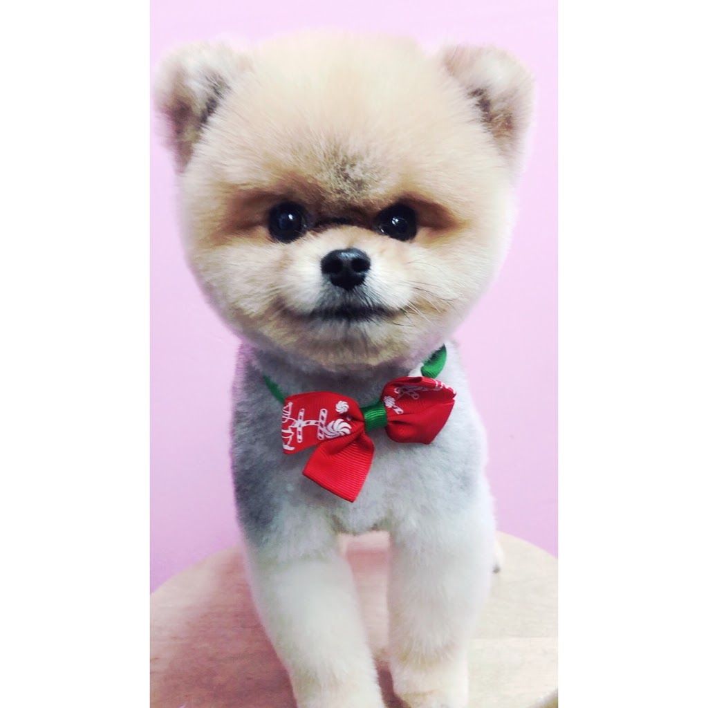 Paw Palace Dog Grooming 宠妃宠物美容 | 4051 Macdonald St, Vancouver, BC V6L 2N8, Canada | Phone: (604) 722-2070